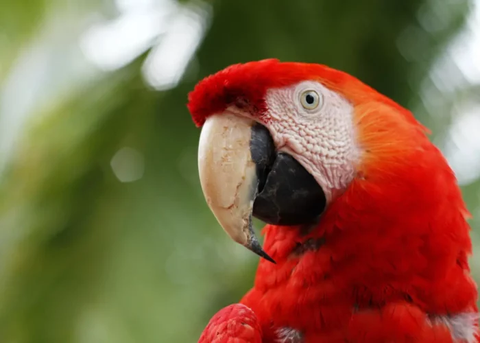 Costa Rica Jungle Volcano Forest & Beach