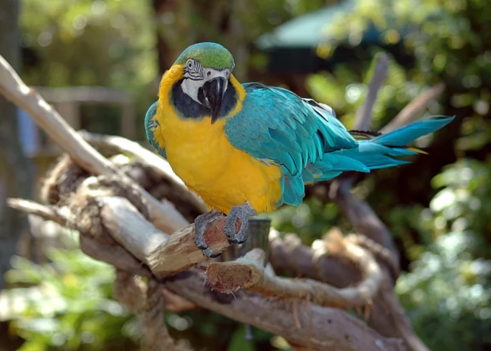 Manaus & The Amazon Jungle